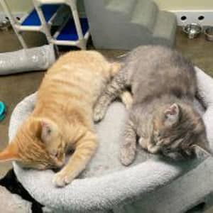 Sitter Profile Image: Samantha H.