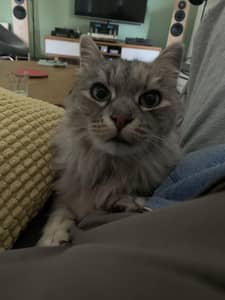 Sitter Profile Image: Jeanne D.