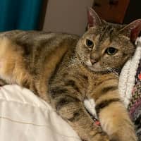 Sitter Profile Image: Gynelle B.