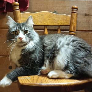 Sitter Profile Image: Emily K.