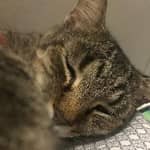 Sitter Profile Image: Payton G.