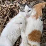 Sitter Profile Image: Germana A.