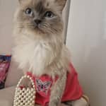 Sitter Profile Image: frans N.