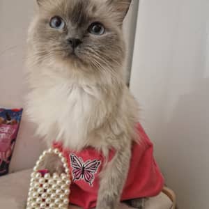 Sitter Profile Image: frans N.