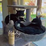 Sitter Profile Image: Jill H.