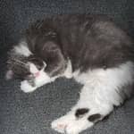 Sitter Profile Image: Gary M.