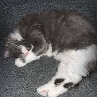 Sitter Profile Image: Gary M.