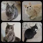 Sitter Profile Image: Katelyn A.