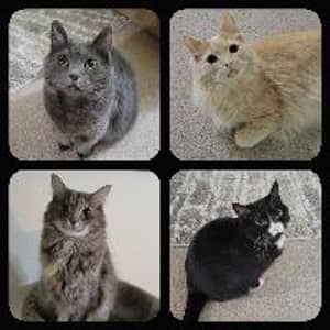 Sitter Profile Image: Katelyn A.