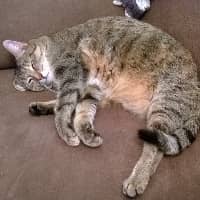 Sitter Profile Image: Petra F.