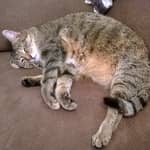 Sitter Profile Image: Petra F.