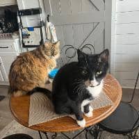 Sitter Profile Image: Danielle D.