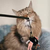 Sitter Profile Image: Lori C.