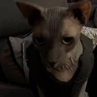 Sitter Profile Image: Dana B.