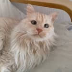 Sitter Profile Image: Aran S.