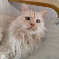 Sitter Profile Image: Aran S.