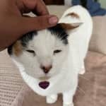 Sitter Profile Image: Odalys H.