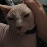 Sitter Profile Image: Joan Miquel C.