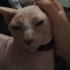 Sitter Profile Image: Joan Miquel C.