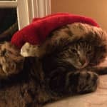 Sitter Profile Image: Marieanne S.