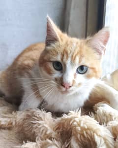 Sitter Profile Image: Laura A.