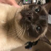 Sitter Profile Image: Shawn D.