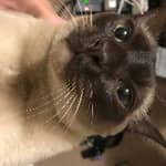 Sitter Profile Image: Shawn D.