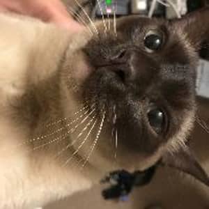 Sitter Profile Image: Shawn D.