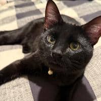 Sitter Profile Image: Elena K.