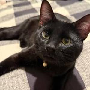 Sitter Profile Image: Elena K.