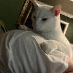 Sitter Profile Image: Amanda G.