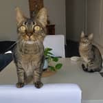 Sitter Profile Image: Daniela Belén B.