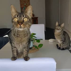 Sitter Profile Image: Daniela Belén B.