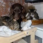 Sitter Profile Image: Morgane F.