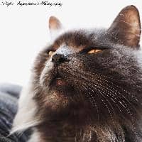 Sitter Profile Image: Nicole B.