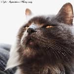 Sitter Profile Image: Nicole B.