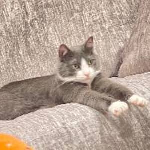 Photo de profil du pet sitter : Anastassiya P.