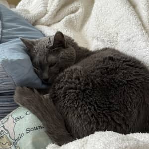 Sitter Profile Image: Brooke Y.