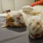 Sitter Profile Image: Marta S.