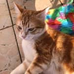 Sitter Profile Image: Sarah D.