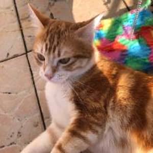 Sitter Profile Image: Sarah D.