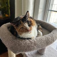 Sitter Profile Image: Brianna F.