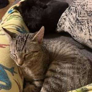 Sitter Profile Image: Marissa G.