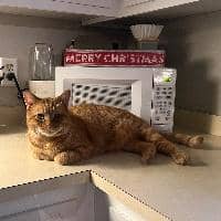 Sitter Profile Image: Jenna W.