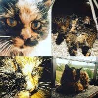 Sitter Profile Image: Roxie B.