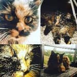 Sitter Profile Image: Roxie B.