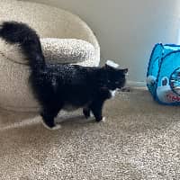 Sitter Profile Image: Anabella G.