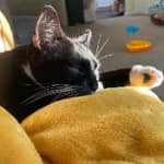 Sitter Profile Image: Destiny A.