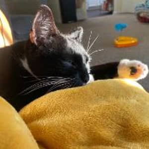 Sitter Profile Image: Destiny A.