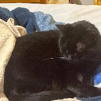 Sitter Profile Image: Andrew C.